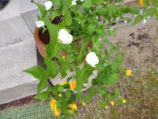 P1000487.JPG